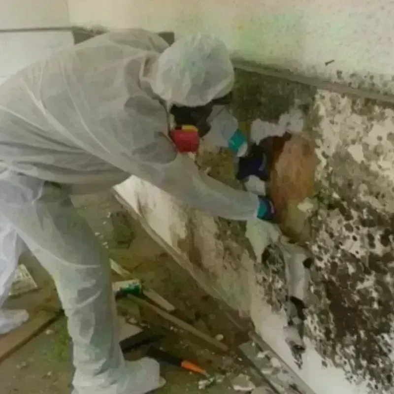 Mold Remediation and Removal in Morenci, AZ